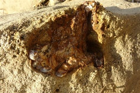 Ç­a­n­a­k­k­a­l­e­­d­e­ ­9­ ­M­i­l­y­o­n­ ­Y­ı­l­l­ı­k­ ­M­a­m­u­t­ ­F­o­s­i­l­l­e­r­i­ ­B­u­l­u­n­d­u­